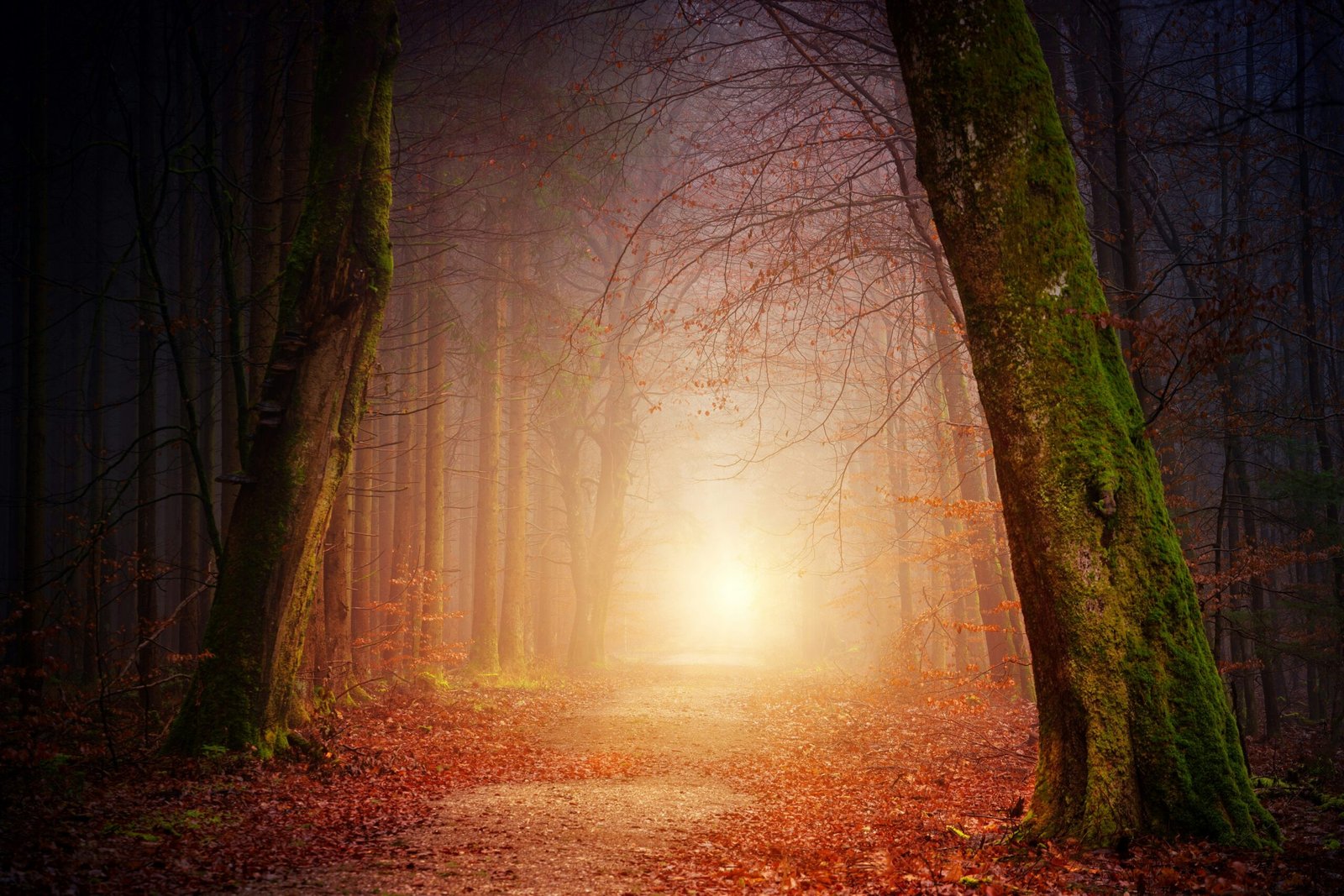 misty forest path lit by golden light at dusk